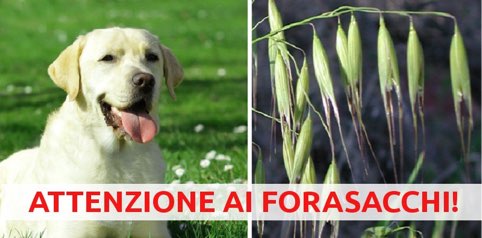 forasacchiImg